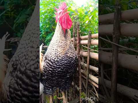 GALLO CANTANDO #feedshorts #gallos #chicken #rooster #animals