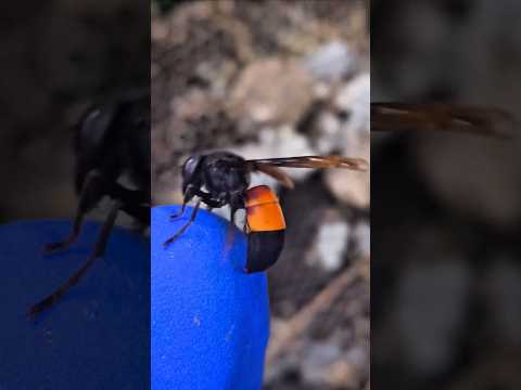 Hundreds of wasp stings #hornets #honeybeesting