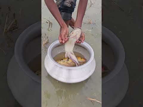 Amazing Hand Fishing #shorts