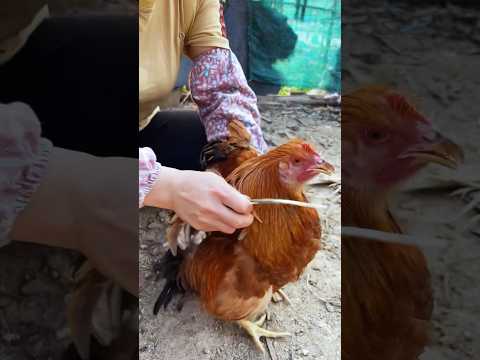 Raised from childhood to adult! Only one meal for you #shortsfeed #viralvideo #trendingvideo #trend