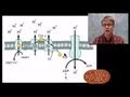 Understanding Oxygen's Role in Combustion and Cellular Respiration