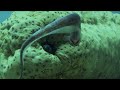 Pearl Fish and Sea Cucumbers