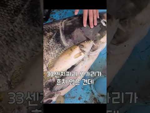 쏘가리가 치어 죽을정도의 대물(예고편) 낚시 접어야 하나?
