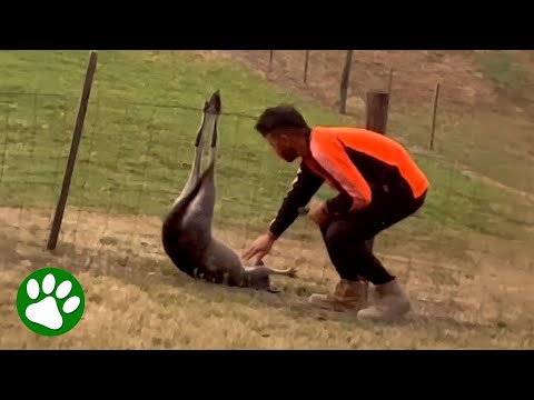 Brave Man Approaches Kangaroo In Trouble