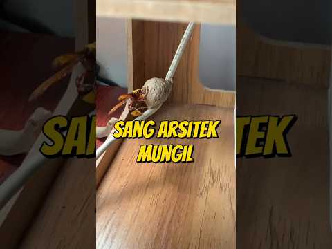 TAWON LUMPUR SANG ARSITEK MUNGIL 🐝 #hewanunik #faktahewan #tawon #tawonliar #seranggaunik