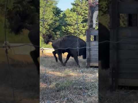 Rewilding: primeiros bisontes em Portugal