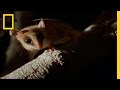Exploring the World of Bats