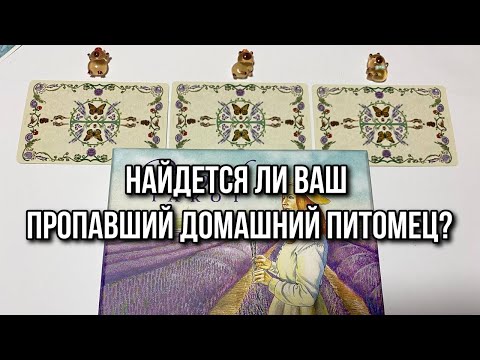 НАЙДЕТСЯ ЛИ ВАШ ПРОПАВШИЙ ДОМАШНИЙ ПИТОМЕЦ? гадание на таро Tarot Reading