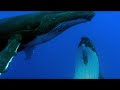 Humpback Whale Courtship Behavior