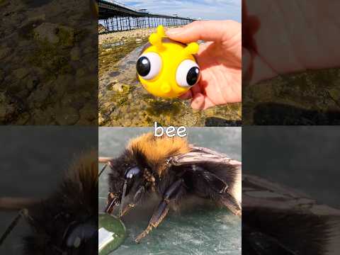 Bug Insect Names for Kids to Learn by the Pier: Bee Fly Jewel Beetle Firefly Butterfly