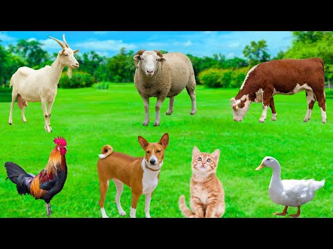 Cute Little Animals - Chicken, Goat, Cat, Sheep, Dog, Duck - Animal Moments
