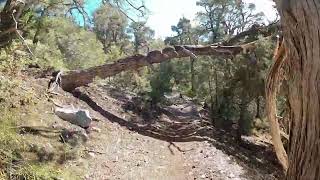 Mountain biking at Mount Charleston with a great friend