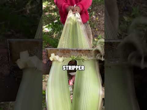 He Makes Natureโs Strongest Fiber (@pem12302)