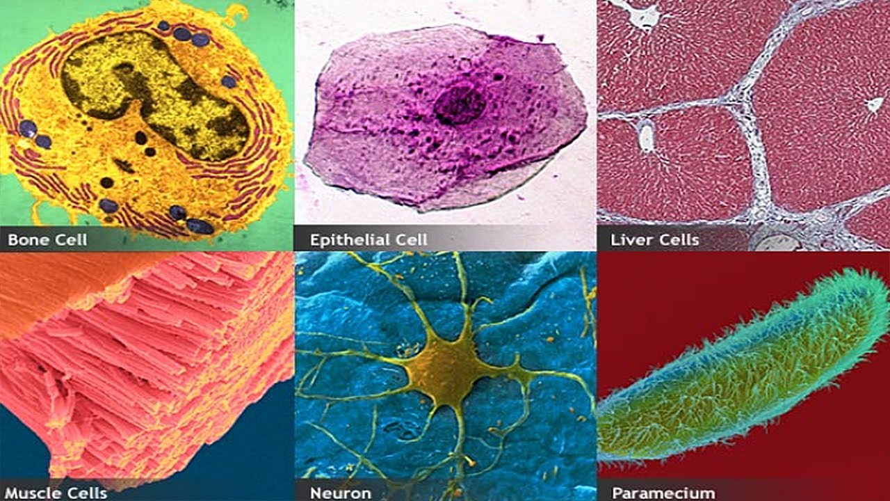 15 Incredible Types of Cells