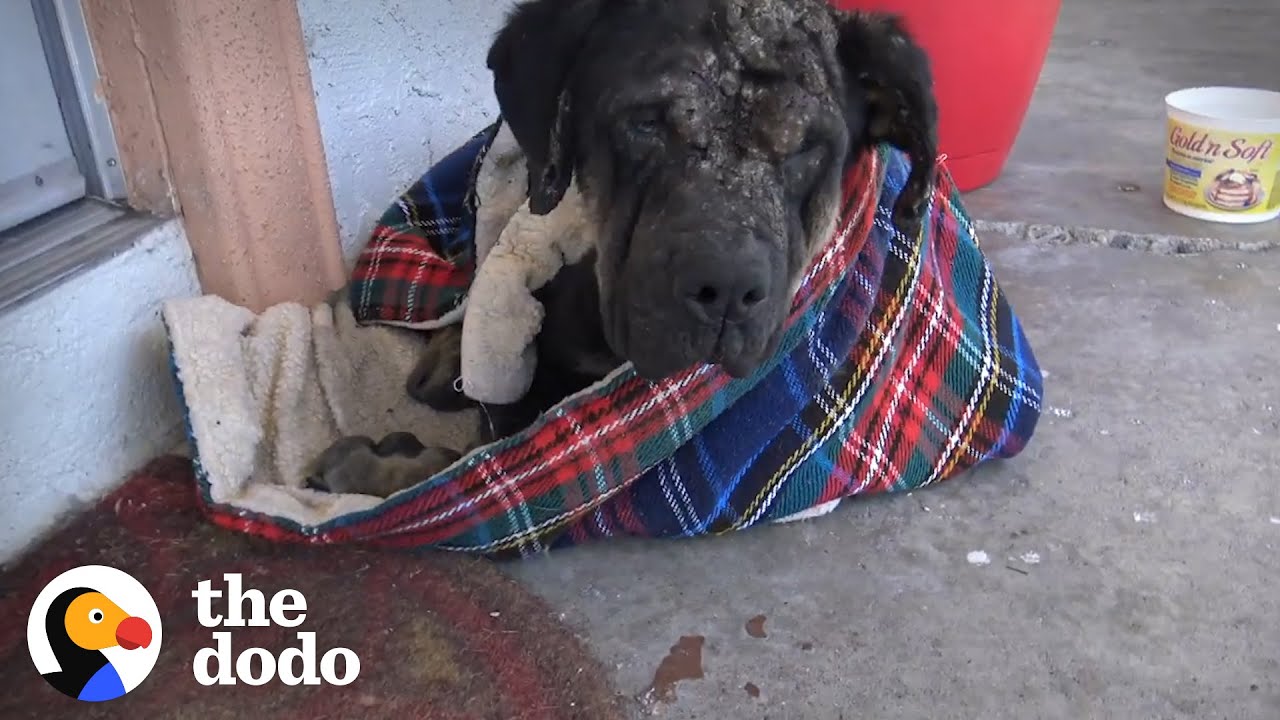 Stray Dog Collapses on Woman's Porch and Slowly Turns into the Most Beautiful Puppy