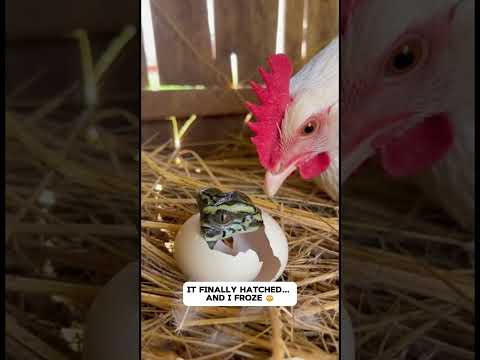 My Hen’s Egg Broke… So I Gave Her Another One (It Hatched a Crocodile) 😳🐔🐊 #shorts