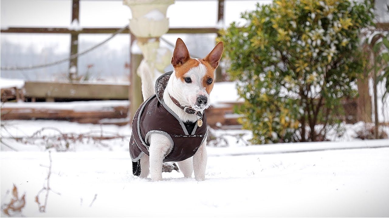 My Dog's First Time in The Snow + Truck Update - New Mods