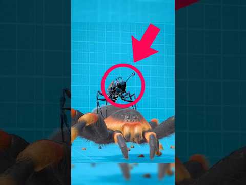 ايه اللي هيحصل لو دبور و عنكبوت .. 🤯 #shorts #shortvideo #معلومات #الدحيح #معلومات_عامة #اكسبلور