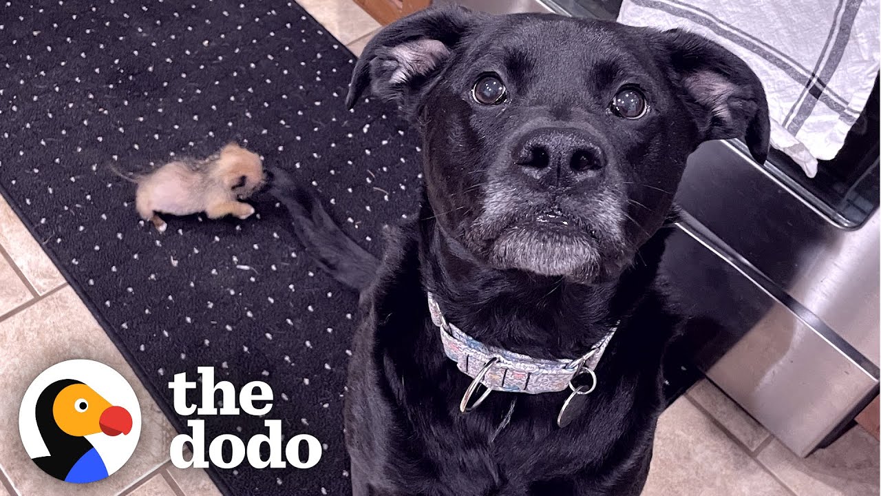 10-Ounce Puppy Terrifies 75-Pound Boxer Little But Fierce