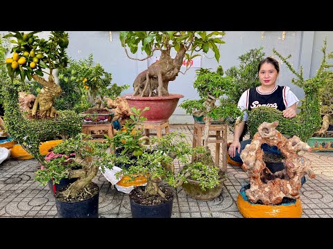 Thúy An 3/11 giao lưu nhiều loại bonsai Mới Đẹp đa dạng kích cỡ  #0939700449