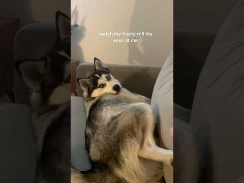 Dramatic husky