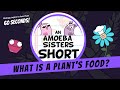Understanding Plant Nutrition and Photosynthesis