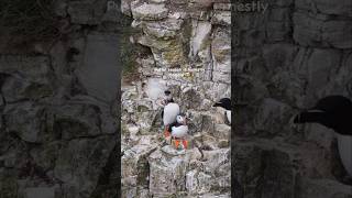 The Puffins in Yorkshire 🐧🥹 #puffins #exploreuk #wildlife