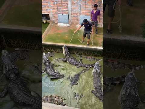 ក្រពើធំ១ទៀតប្រុងខាំគាត់ / Another huge crocodile attempted to attack him while he was working.