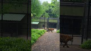 Tiger🔥||#tiger #cute #shortsfeed #youtubeshorts #trending #shorts