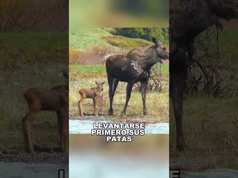A moose mother gave birth to twins by the river. #animals #shorts #Friendship #Us #fyp #moose