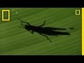 Anolis Lizards in the Costa Rican Rainforest