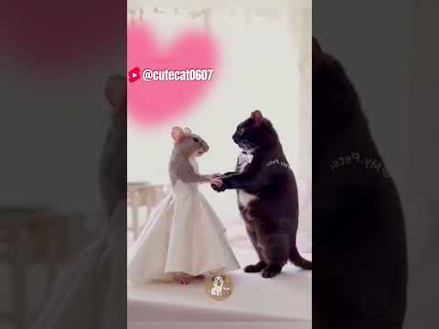 Funny Cat's Love#cat #cat #funny #cute #pets #kitten #pet #shorts #short #dog #puppy