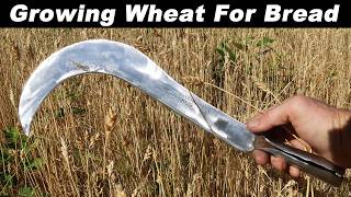 100% Home Grown Bread - Baking Delicious Whole Wheat Sourdough Bread from Home Grown Ingredients.