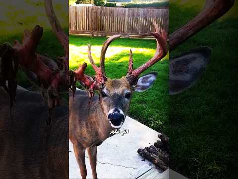 لماذا تحتك الغزلان بقرونها؟