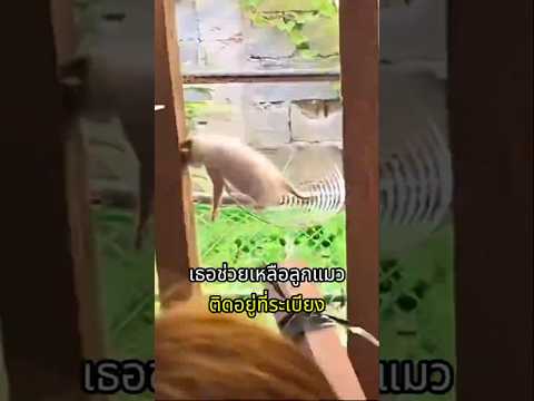 เธอตัดสินใจช่วยลูกแมวน้อยที่ถูกทิ้ง