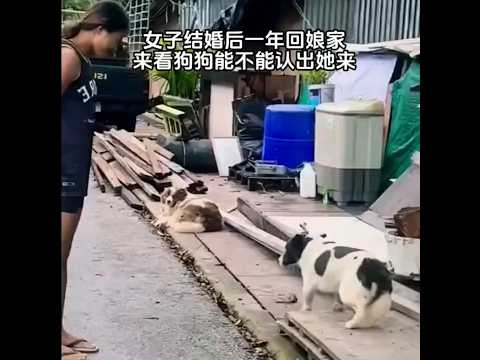 🇨🇳 女子婚后一年回娘家,看狗狗是否认得她 🇬🇧 Woman Returns Home After a Year to See if Dog Recognizes Her