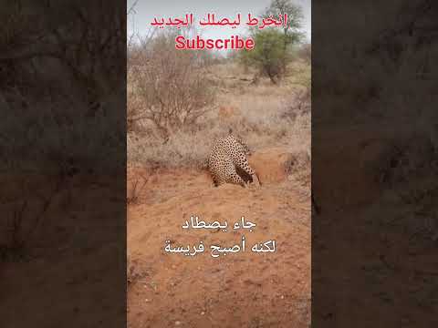 جا يصيّد لكنه تصيّد