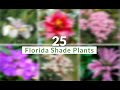 Plant Care and Characteristics Assessment