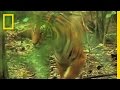 Tiger Conservation and Illegal Hunting