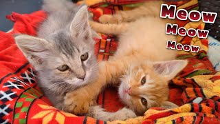 Cat Meowing to Attract Cats 😺🔊 - Cat Sound - Cat Voice