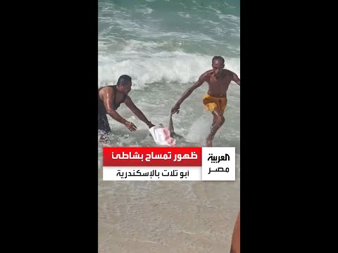 في واقعة غريبة.. ظهور تمساح بشكل مفاجئ على شاطئ بمنطقة أبو تلات بالإسكندرية
