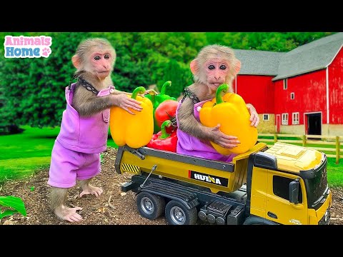 Smart BiBi helps dad harvest bell peppers in a small garden