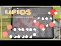 Lipid Types and Their Functions
