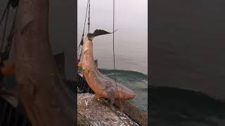 Amazing Fishing! Catching Seafood's 🦐🦀 Deep Sea Creatures ( Octopus, Lobster, Crab, Squid, Shrimp )