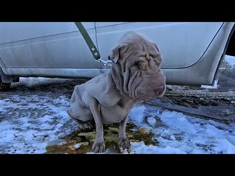 Sad Dog Doesn't Want To Eat Or Drink After Owner 'Tired' Of His Diarrhea And Shooed Him Away...