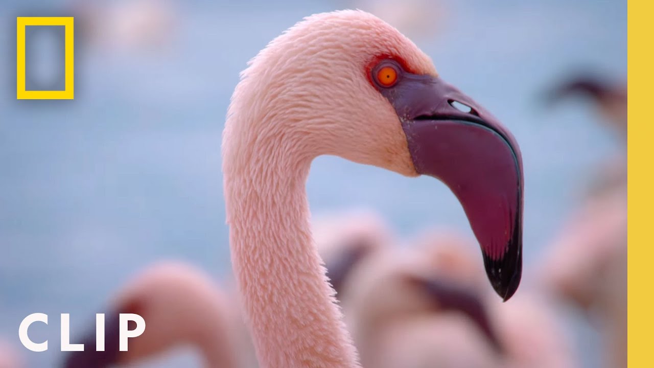 Challenges and Discoveries in Wildlife Documentaries