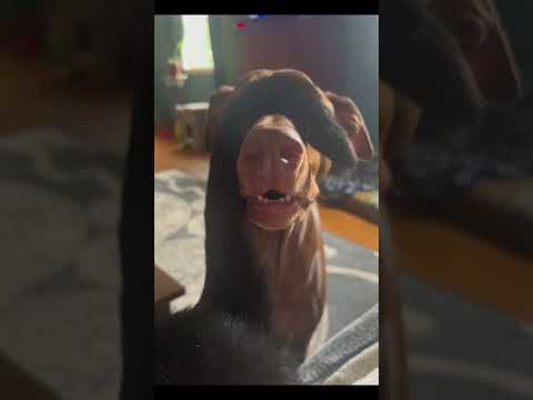 Confused Dog #funny