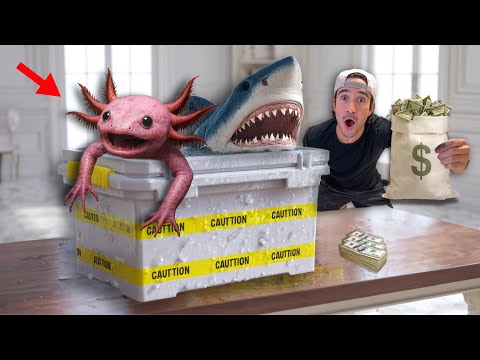 How Many Fish Can I Buy With $500?