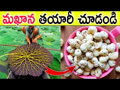 పూల్ మఖాన ఎలా తయారు చేస్తారో చూస్తే షాక్ అవుతారు..pool makhana making process farm to Market