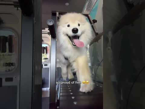 Go, Boomsie, Gooooo ☁️💨 #dog #samoyed
